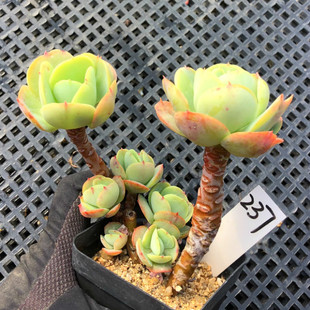 一物一拍 鸡蛋碧桃多肉植物 小群生绿植花卉组合盆栽 阳台萌肉