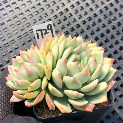 办公室内简单蒂比多肉植物