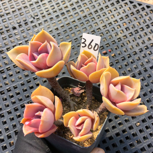 一物一拍 紫珍珠多肉植物 小老桩紫色多肉阳台绿植花卉组合盆栽
