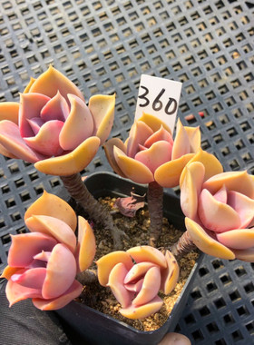 一物一拍 紫珍珠多肉植物 小老桩紫色多肉阳台绿植花卉组合盆栽