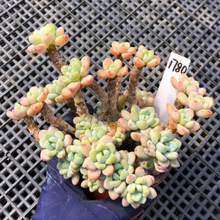 一物一拍 劳尔多肉植物组合桌面花卉萌肉肉盆栽肉嘟嘟室内植物
