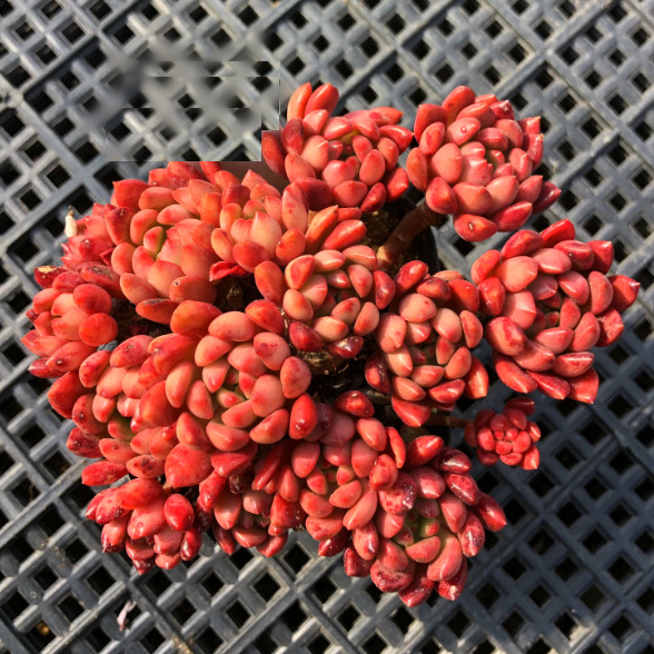 【红宝石】进口多肉植物 组合盆栽绿植花卉办公室内防辐射 特价