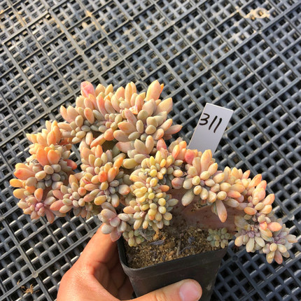 一物一拍 缀美人 多肉植物 办公室阳台可爱萌肉绿植花卉组合盆栽