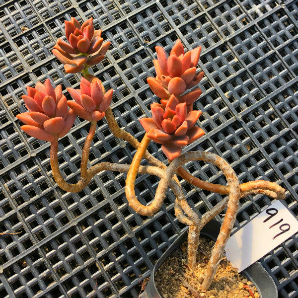 一物一拍 姬胧月 造型老桩悬崖桩多肉植物庭院绿植花卉组合盆栽