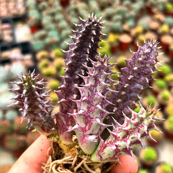 犀牛角 多肉植物 可爱肉肉办公室内绿植盆景花卉萌肉肉植物