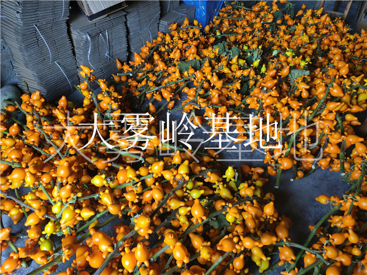 过年鲜花盆栽发财果摆件年景五指果干花观赏鲜切枝条招财果植物