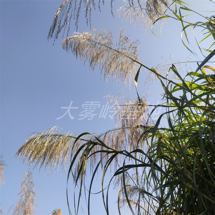 芒花野生农村山村生长装饰摆放新鲜干货插瓶搭配纯天然摆件放很久