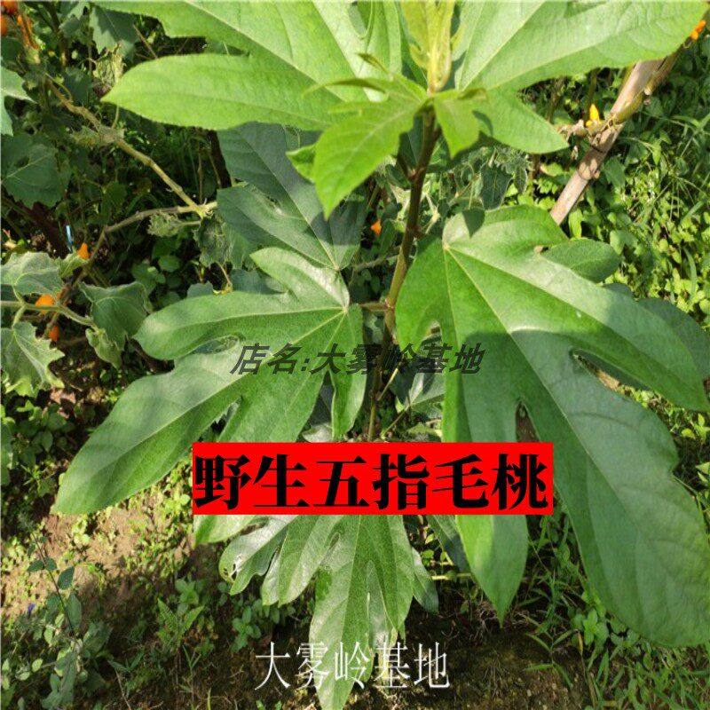 野生五指毛桃根新鲜粗叶榕农村五爪龙叶子五指牛奶药用中药乡下