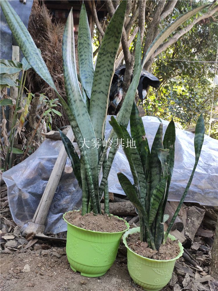 新鲜虎尾兰野生老虎尾观赏虎皮兰锦兰千岁兰虎尾掌黄尾兰绿植盆栽