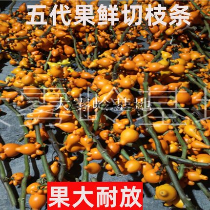 黄金果干花多角鲜切枝条五世同堂多指五指果观赏新鲜产地直发乳茄