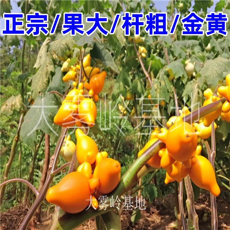 黄金果五代同堂果鲜切花供佛装饰五代果送老师祝福摆件前台茶楼