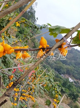 新鲜五角果装饰吉祥果插花长寿果鲜切花新鲜供佛茶馆寺庙新居入伙
