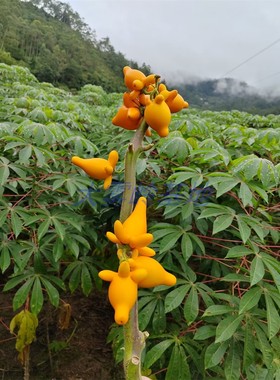 新春年华新奇福禄大雾岭产地直发