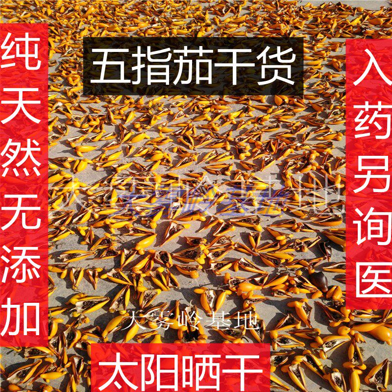 五代同堂果干货黄金果晒干五指茄干果五代果做药用入药食同源乳茄