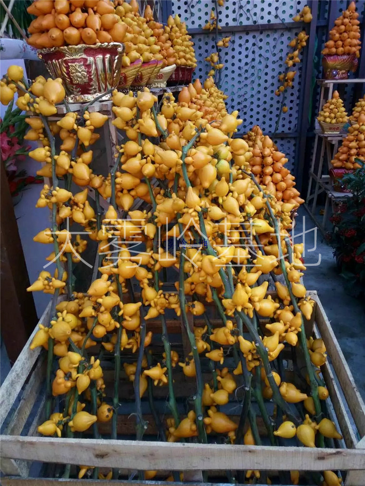 2026年春节花鲜切枝观赏装饰摆件五代果植物公司前台供佛茶馆寺庙