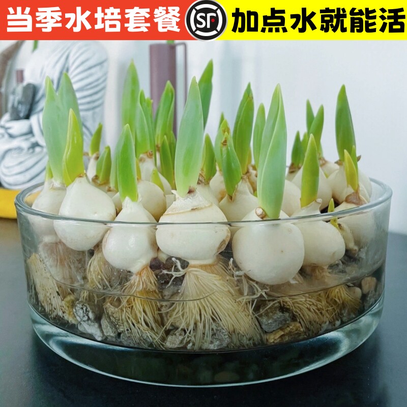 室内外种子四季种球郁金香水花花卉阳台盆栽籽绿苗培养鲜花大植物