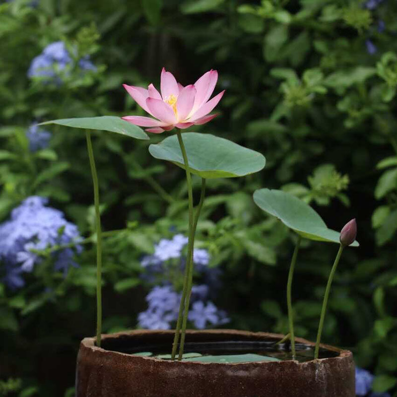 碗莲种藕荷花水培植物多年生水生花卉莲花水养裸根苗