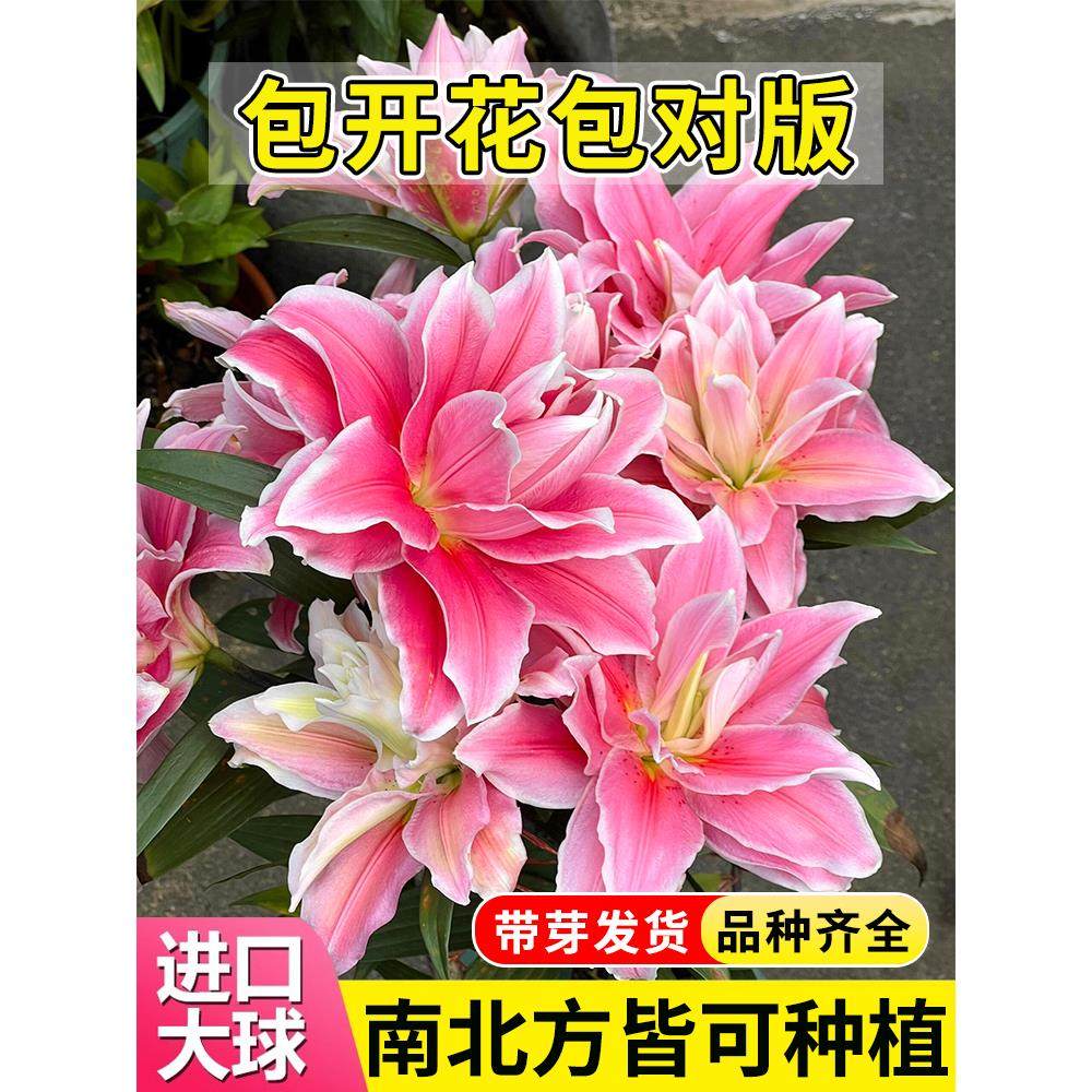 百合花种球进口香水百合多季开花好养花卉植物室内鲜花盆栽花种子