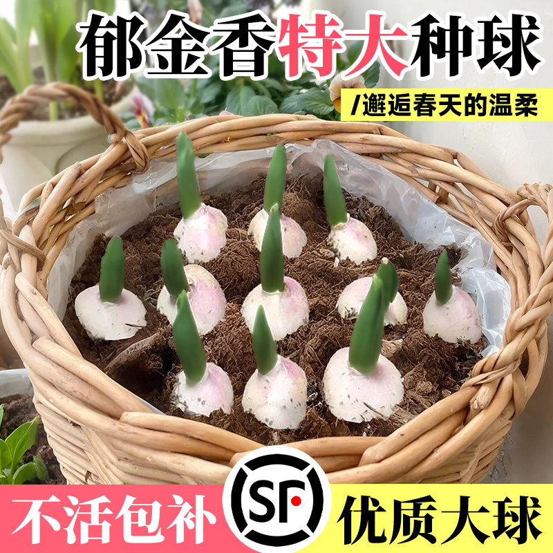 鲜花水培四季种球花卉子养活花苗盆栽好郁金香植物种籽花室内土养