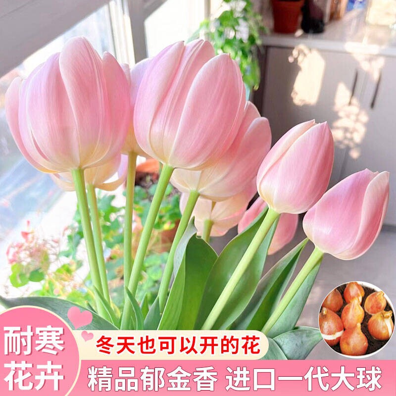 内四季盆栽鲜花植物阳台开花花卉种球水水培室耐寒苗室冬季郁金香