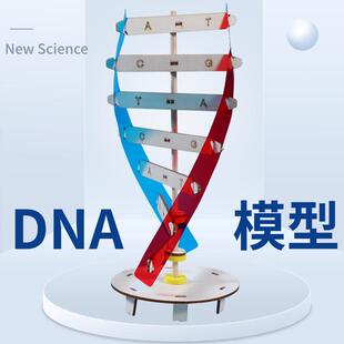 DNA双螺旋结构模型科技小制作手工diy人体基因生物科学实验器材料