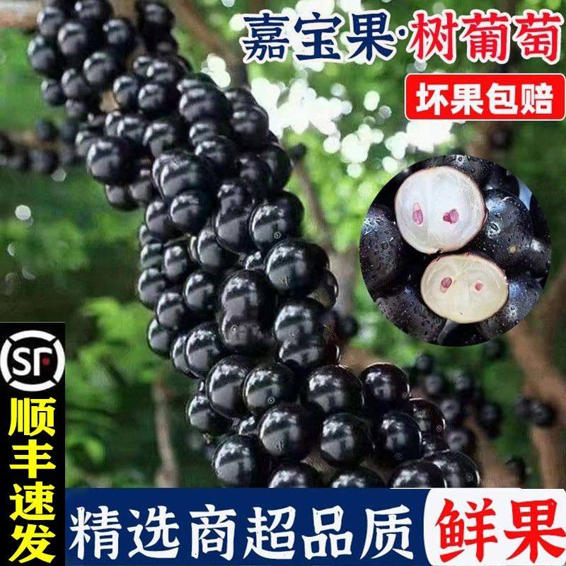 嘉多宝果现摘嘉宝果果子新鲜树葡萄孕妇稀罕见水果沙巴,水产肉类/新鲜蔬果/熟食,葡萄/提子,淘宝优惠券,粉丝福利购,淘宝优惠卷