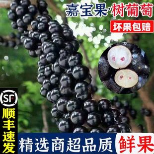 顺丰包邮广东增城嘉多宝果现摘果子新鲜树葡萄孕妇稀罕见水果沙巴