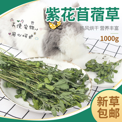 22年紫花苜蓿草兔子荷兰猪