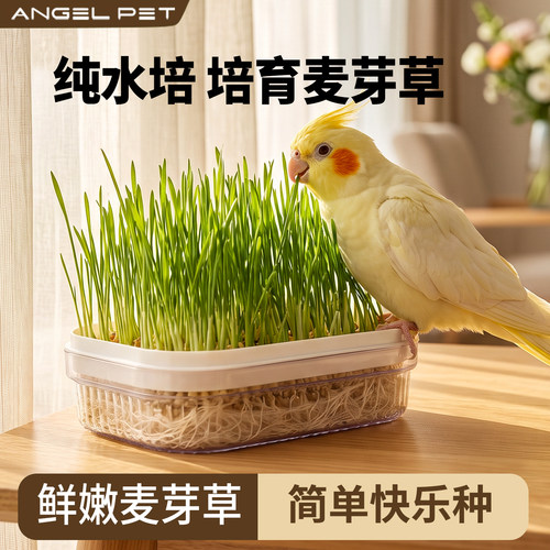 【安吉派特】鹦鹉水培麦草可食用