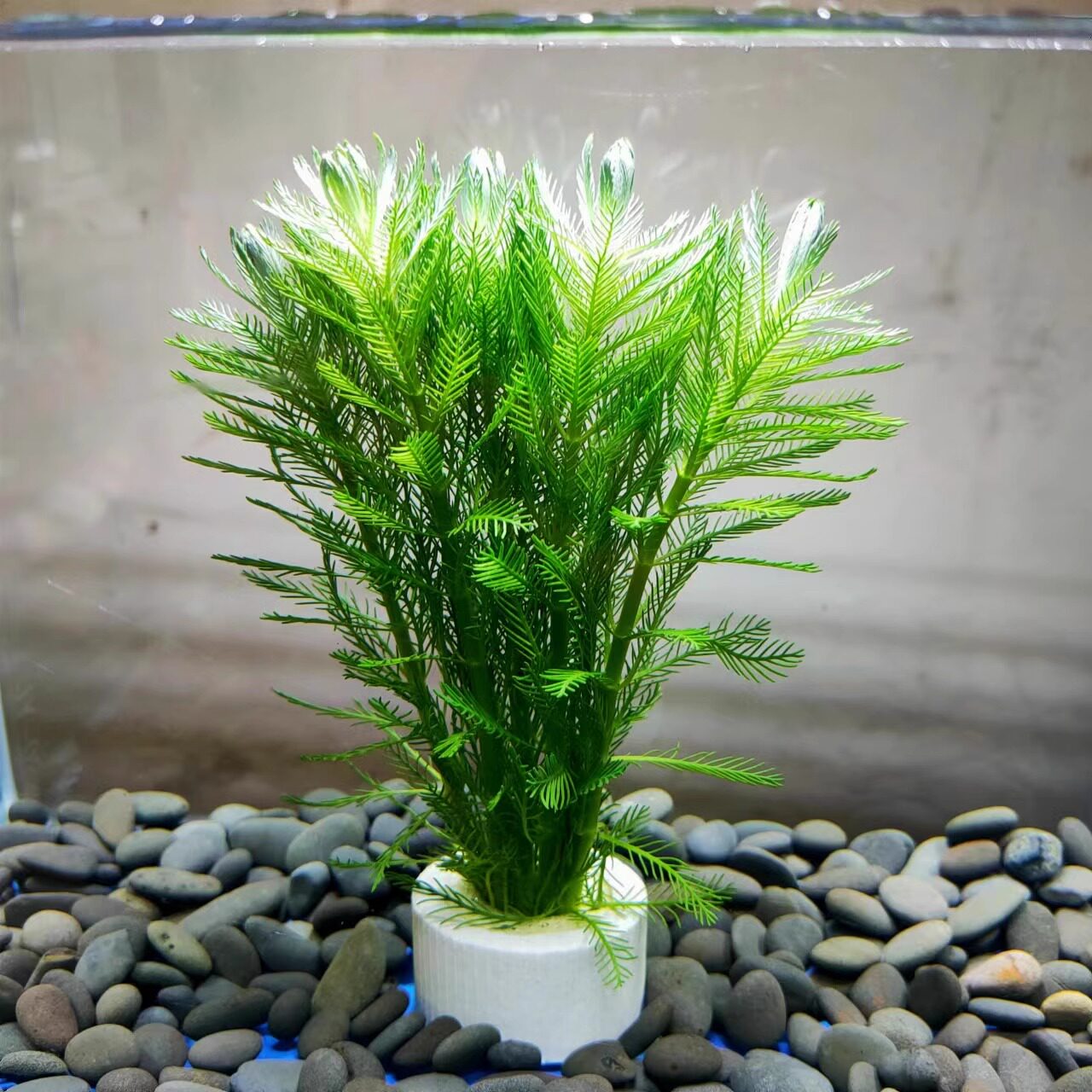 狐尾藻鱼缸造景新手懒人水草植物