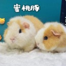 奶黄白美国泰迪荷兰猪活物稀有高端豚鼠活体幼崽豚舍实拍自家繁育