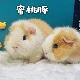 奶黄白美国泰迪荷兰猪活物稀有高端豚鼠活体幼崽豚舍实拍自家繁育