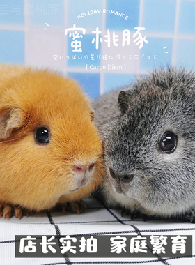 荷兰猪活物宝宝宠物卷毛美泰荷兰鼠豚鼠活体幼崽奶黄英短加州家养