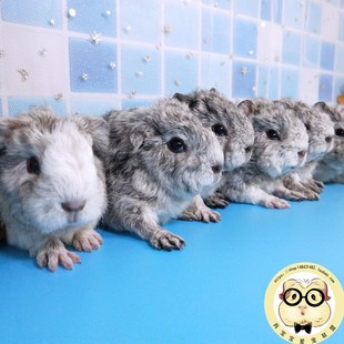 稀有包子脸特克赛尔卷毛荷兰猪活体豚鼠宝宝雕灰奶黄加州弟弟妹妹