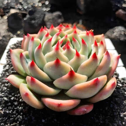 精品单头莲花掌类多肉植物水蜜桃吉娃娃云南货