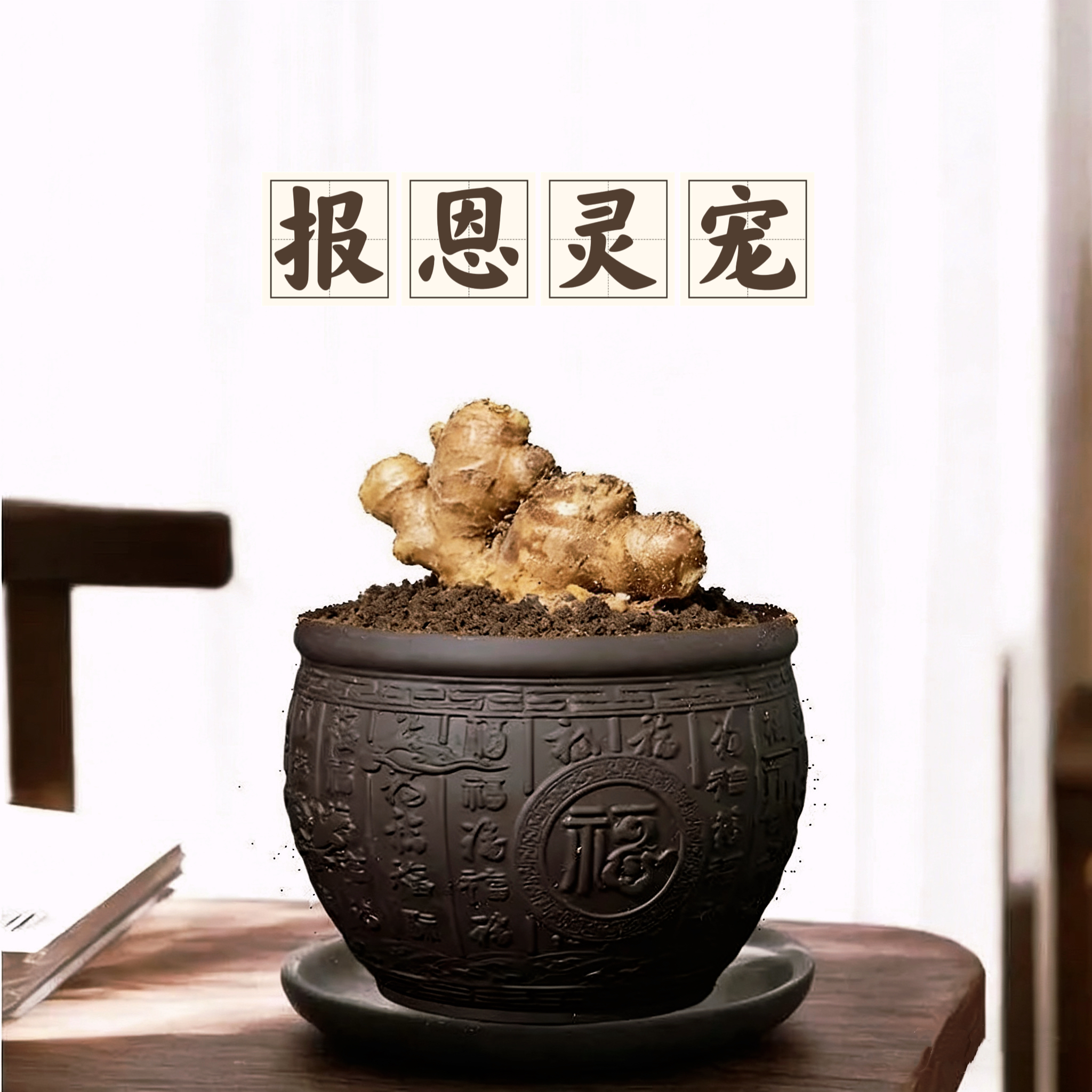 旺运滋养丨禄根盆栽带芽灵草好养不当生姜苗种绿植办公室桌面盆景