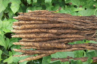 24年长山药河南焦作怀山药温县铁棍垆土地山药中药材新鲜山药淮山