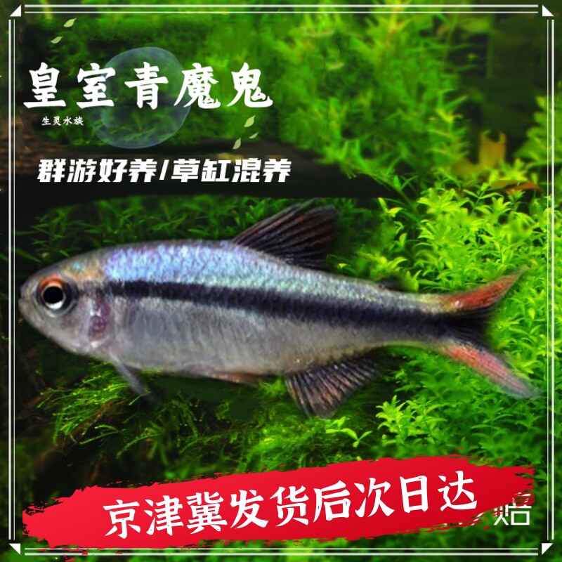 皇室青魔鬼灯鱼热带鱼草缸群游高端南美七彩魔鬼鱼巴西野生鱼活体