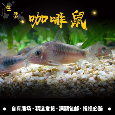 清道夫珍珠活体宠物鱼