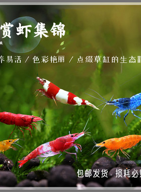 观赏虾极火琉璃蓝丝绒水晶黄米