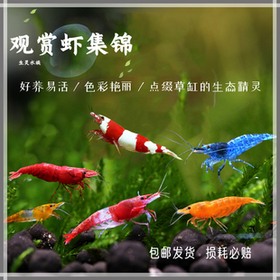 观赏虾极火虾琉璃虾蓝丝绒虾水晶虾宽背黄米虾黑壳虾樱花虾除藻虾