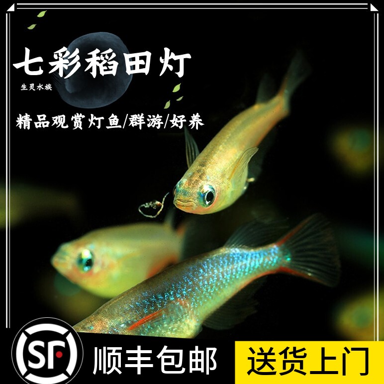 包邮七彩稻田鳉鱼小型热带观赏淡水鱼草缸小型群游活体好养灯科鱼