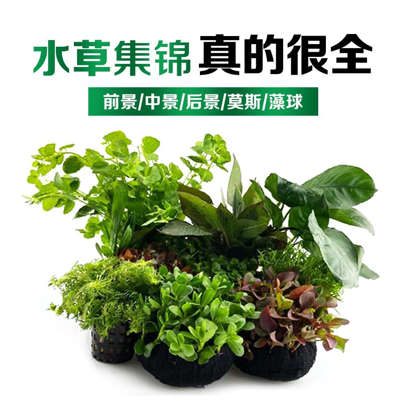 鱼缸活体水草真草造景沉木套餐趴地矮珍珠增氧植物活莫斯懒人水榕