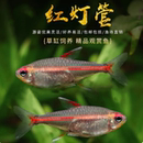 红光管鱼玻璃霓虹灯热带观赏鱼水草缸热带群游小型红灯管灯鱼活体