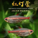 红光管鱼玻璃霓虹灯热带观赏鱼水草缸热带群游小型红灯管灯鱼活体
