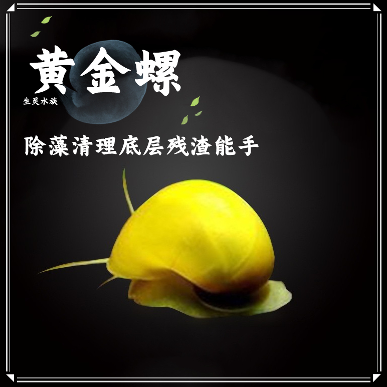 包郵除苔寵物水族活體黃金螺