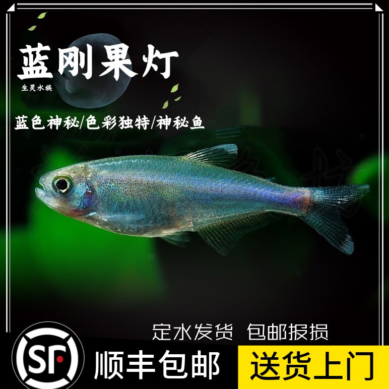 热带鱼蓝刚果灯鱼可爱灯鱼活体观赏鱼蓝灯鱼蓝色群游鱼淡水可混养
