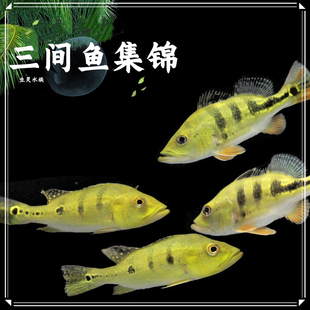 黄金巴西亚鱼皇冠三间金老虎鱼活体五间帝王三间满天星淡水包损