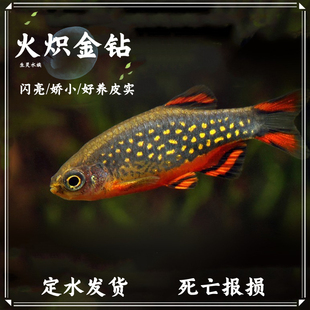 火翅金钻鱼银河斑马鱼热带观赏鱼小型鱼火炽金钻红翅珍珠活体群游