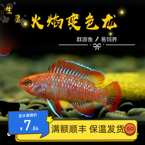 变色龙鱼活体火焰变色龙鱼观赏鱼热带鱼迷你短鲷草缸鱼鱼缸可养